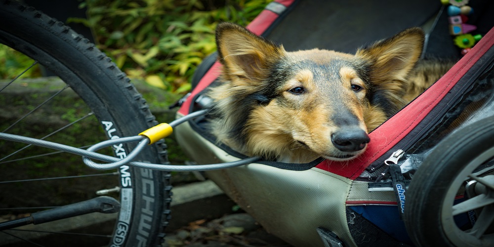 Traveling With Pets